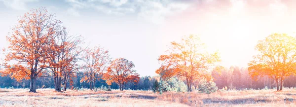 Desfocado Outono Outono Folhas Floresta Folhagem Colorida Verão Indiano — Fotografia de Stock