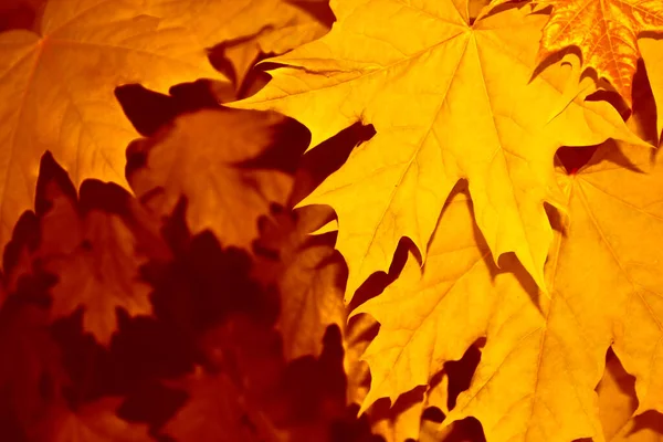 Herbstlandschaft Mit Leuchtend Bunten Blättern Altweibersommer Laub — Stockfoto