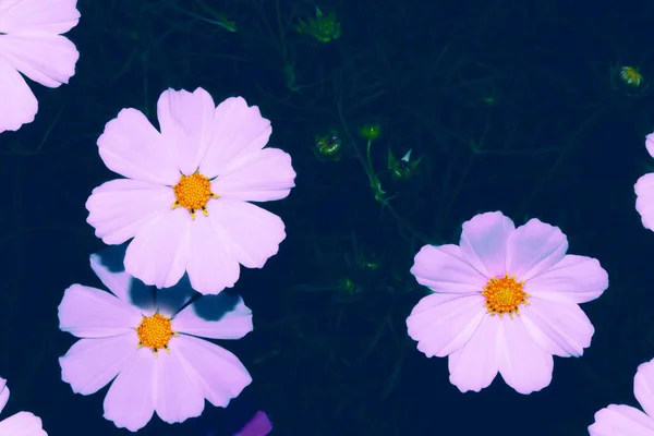 Farbenfrohe Kosmos Blumen Vor Einem Hintergrund Der Sommerlichen Landschaft Natur — Stockfoto