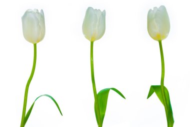 Hazır. Tebrik kartı. Beyaz arka planda yalıtılmış bahar çiçekleri laleleri. Çiçek koleksiyonu. 