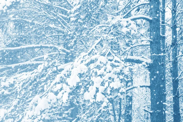 Bulanık Karla Kaplı Ağaçlarla Donmuş Kış Ormanı Açık Hava — Stok fotoğraf