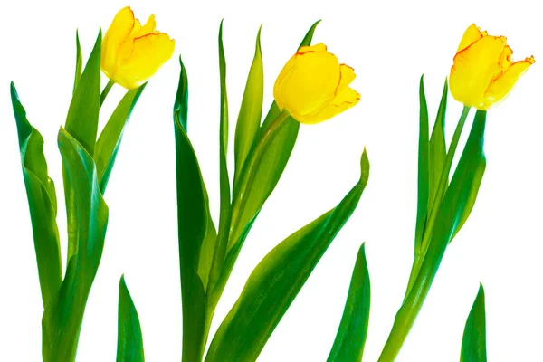 Klaar Wenskaart Lentebloemen Gele Tulpen Geïsoleerd Witte Achtergrond Bloemenverzameling — Stockfoto