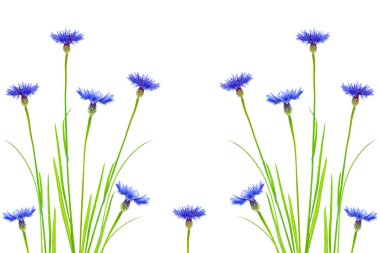 Beyaz arka planda yaban çiçeği. Yaban Çiçeği