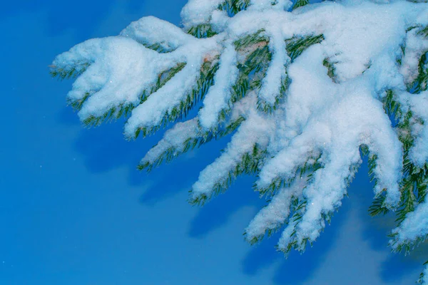 Frozen Winter Forest Snow Covered Trees Coniferous Spruce Branch Outdoor — Stock Photo, Image