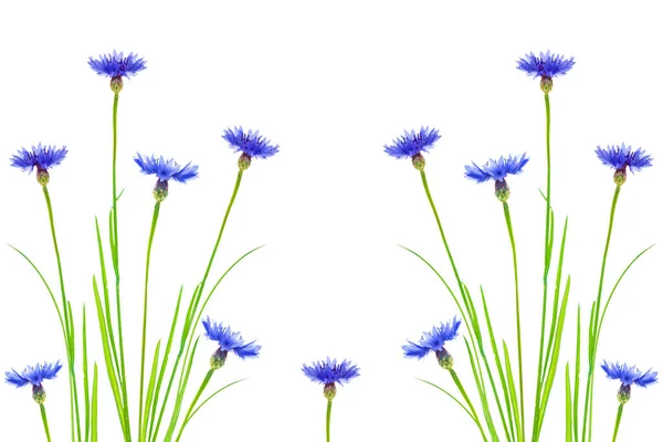 Flor Silvestre Cornflower Isolado Fundo Branco Flor Silvestre — Fotografia de Stock