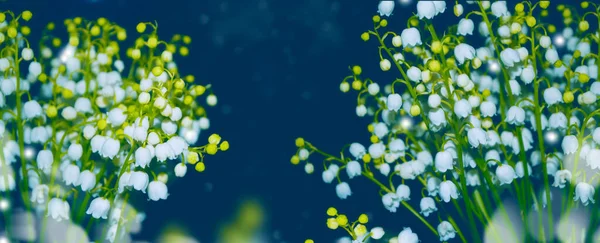 春天的风景 山谷里的百合花 — 图库照片