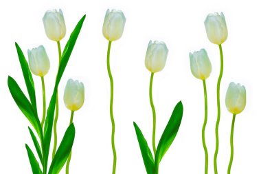 Hazır. Tebrik kartı. Beyaz arka planda yalıtılmış bahar çiçekleri laleleri. Çiçek koleksiyonu. 