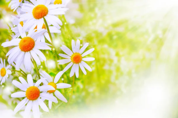 Fleurs Blanches Marguerites Lumineuses Sur Fond Paysage Estival Fleurs Sauvages — Photo