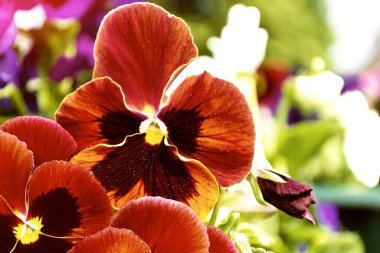 Renkli nonoş çiçeğine yakın çekim. Yaz manzarası