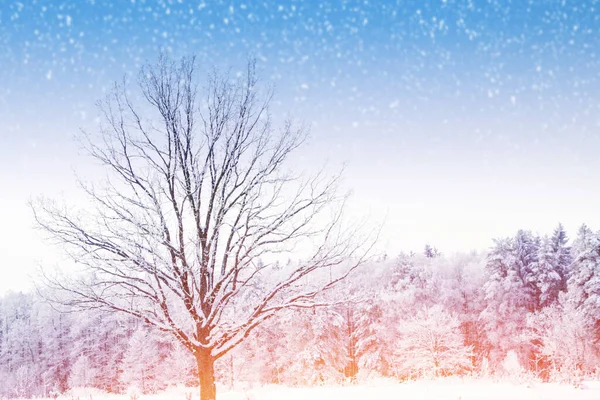 Bevroren Winterbos Met Besneeuwde Bomen Buiten — Stockfoto