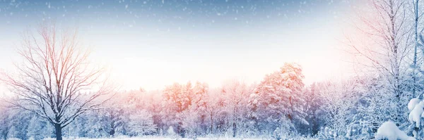 Fryst Vinterskog Med Snötäckta Träd Utomhus — Stockfoto