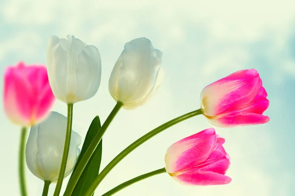 Ljusa Färgglada Våren Tulpan Blomma Naturen Landskap — Stockfoto