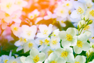 Beyaz yasemin. Dal narin bahar çiçekleri. Doğa