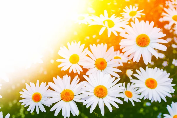 Białe Jasne Stokrotki Kwiaty Tle Letniego Krajobrazu Dzikie Kwiaty Zewnątrz — Zdjęcie stockowe