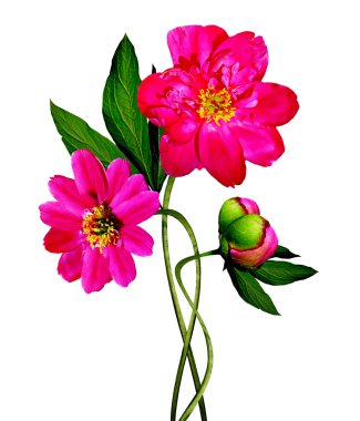 Beyaz arka plan üzerinde izole Şakayık çiçekleri