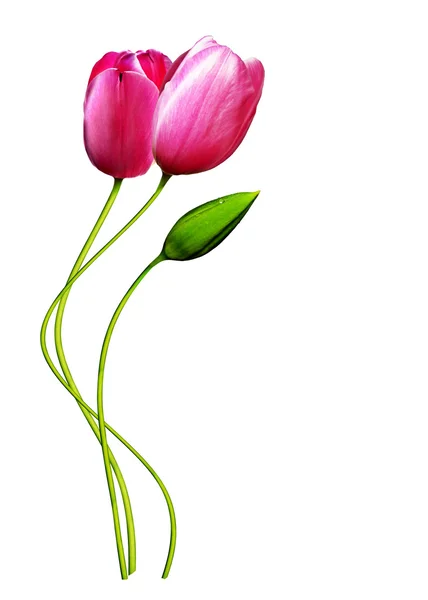 Bouquet di tulipani rosa isolati su sfondo bianco — Foto Stock