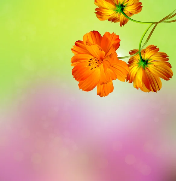 Summer landscape with branches of cosmos flowers — Stock Photo, Image