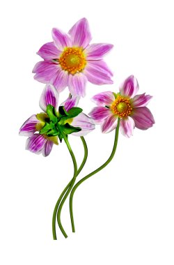 Yıldız çiçeği beyaz arkaplanda izole edilmiş