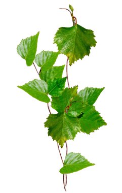 izole beyaz zemin üzerine yeşil ve genç huş kedicikler