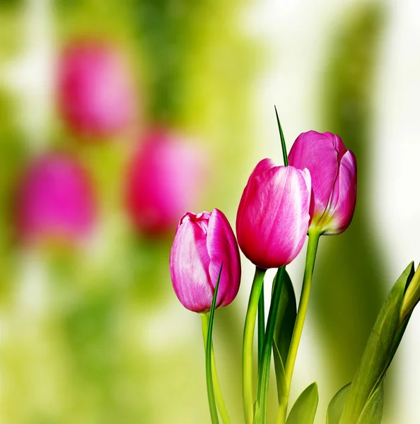 Tulipani — Foto Stock