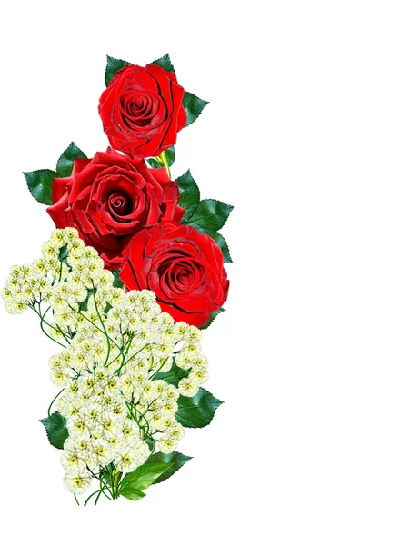 Rote Rosen isoliert auf weißem Hintergrund — Stockfoto