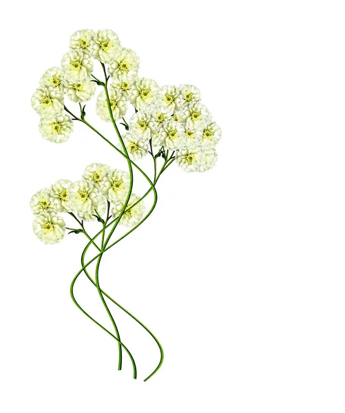 Dahlia kwiaty izolowane na białym tle — Zdjęcie stockowe