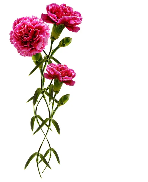 Bouquet of flowers carnation — Stock Photo, Image