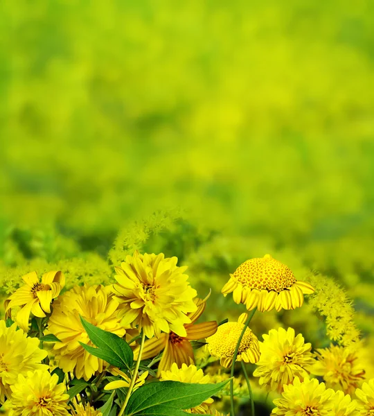 Paesaggio estivo. fiori selvatici — Foto Stock