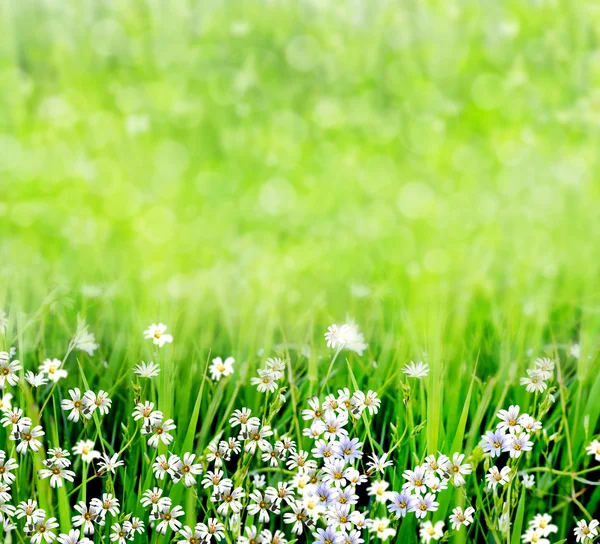 Paisagem de verão com flores selvagens — Fotografia de Stock