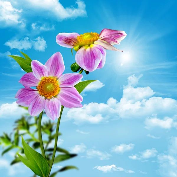 Flores sobre un fondo de cielo azul — Foto de Stock