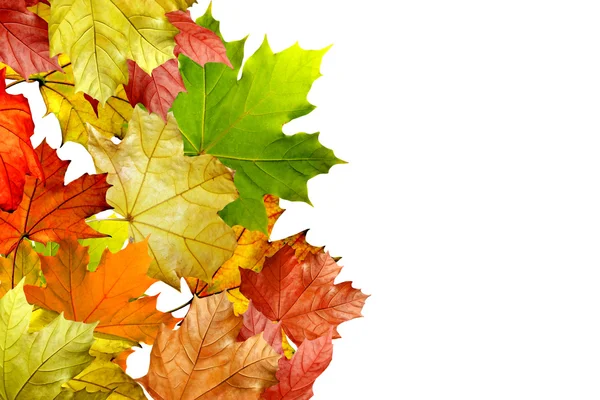 Осенние листья изолированы на белом фоне — стоковое фото
