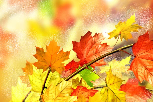 Fogliame autunnale. Autunno d'oro . — Foto Stock