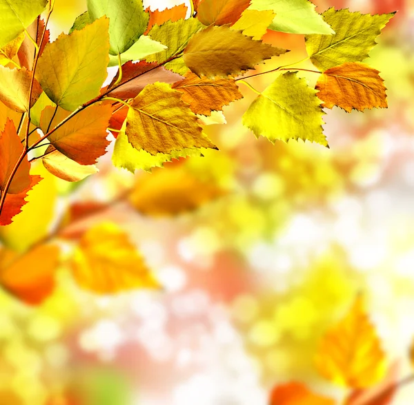 Autumn foliage — Stock Photo, Image