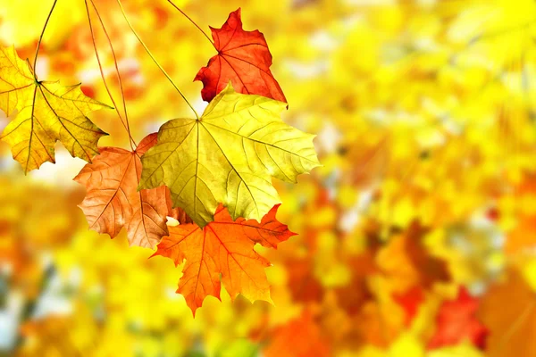 Fogliame autunnale. — Foto Stock