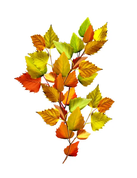 Herbstblätter der Birke isoliert auf weißem Hintergrund — Stockfoto