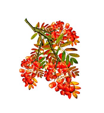 Rowan beyaz arkaplanda izole edildi