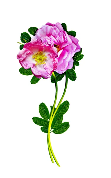 Dzika róża (rosa canina) kwiaty na białym tle — Zdjęcie stockowe