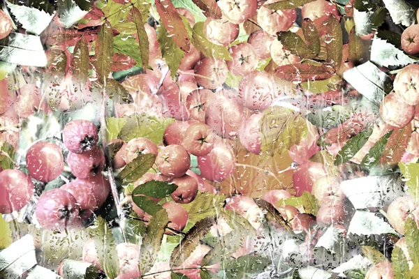 가 나뭇잎과 열매로 완의 배경 — 스톡 사진