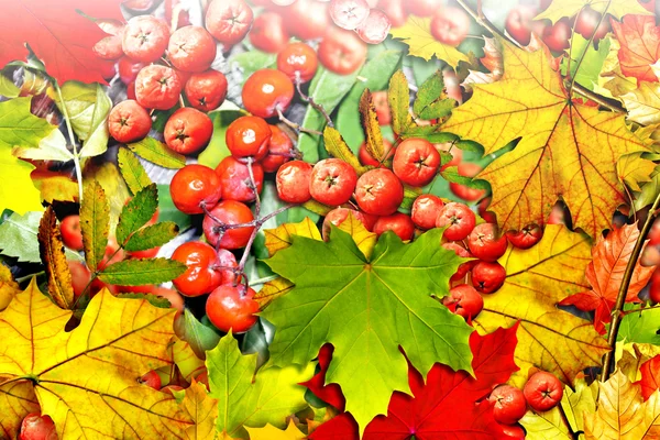 Fondo de hojas de otoño y bayas rowan — Foto de Stock