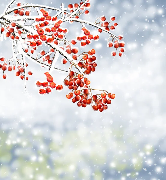 Zweig Vogelbeeren — Stockfoto