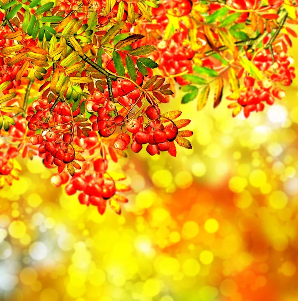 Herbstlaub. — Stockfoto