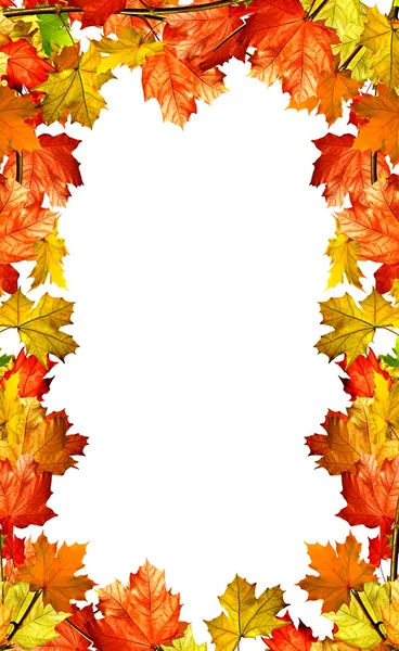 Autumn leaves isolated on white background — Stock Photo, Image