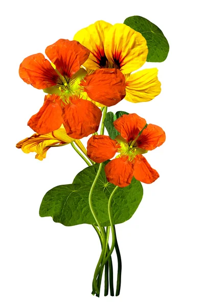 Nasturtium flowers isolated on white background — Stock Photo, Image