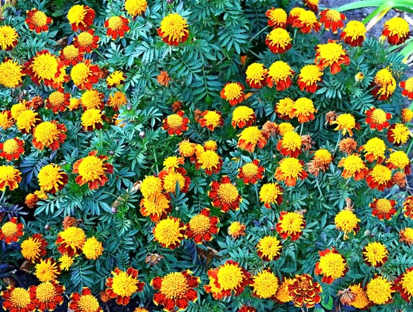 Marigold flowers — Stock Photo, Image