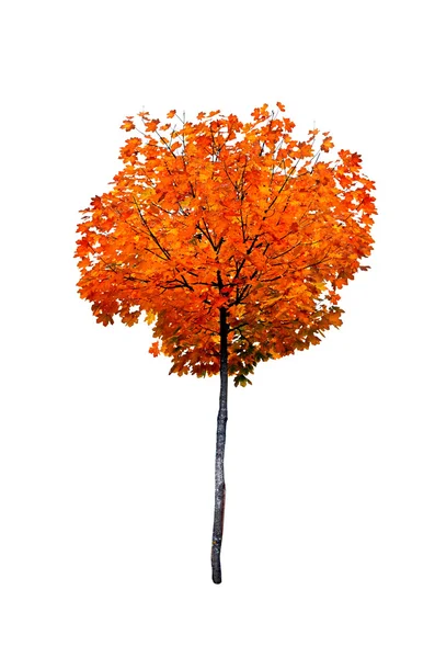 Maple tree isolated on white background — Stock Photo, Image