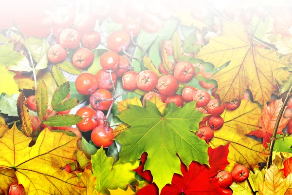 Background from autumn leaves and berries rowan — Stock Photo, Image