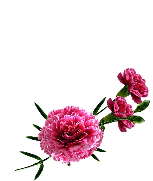 karanfil çiçekleri beyaz arkaplanda izole edilmiş