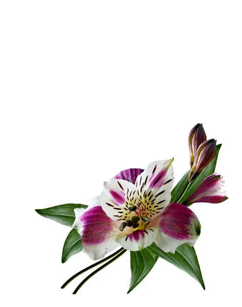 Beyaz arkaplanda yalıtılmış alstroemeria çiçeği — Stok fotoğraf