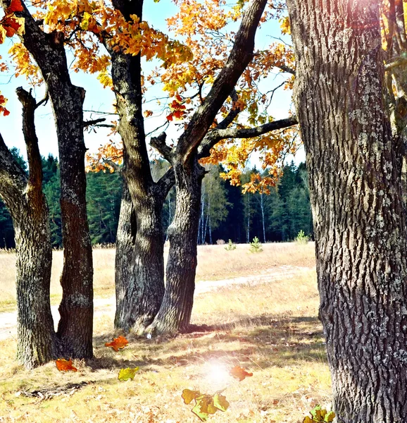 Herbstliche Landschaft — Stockfoto