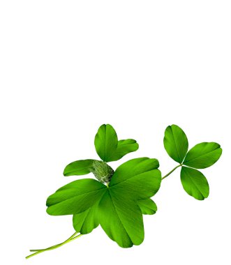 beyaz zemin üzerine dört yapraklı yonca